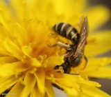 Sweat bee (Halictid sp.)