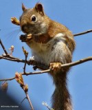 Red squirrel 