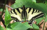 Canadian tiger swallowtail  (<em>Papilio canadensis</em>)