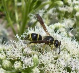 Potter wasp, either <em>Ancistrocerus</em> or <em>Euodynerus</em>