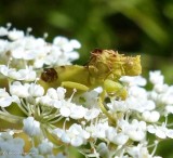 Ambush bug (<em>Phymata</em>)