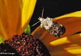 Metalmark moth (<em>Caloreas leucobasis</em>), #2641