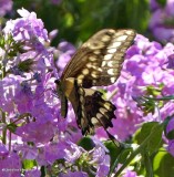 Eastern Giant swallowtail  (<em>Papilio cresphontes</em>)