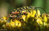 Mating Locust borers (<em>Megacyllene robiniae</em>)