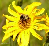 Bumble bee (<em>Bombus</em>) on sunflower
