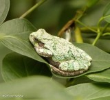 Gray tree frog (<em>Hyla versicolor</em>)