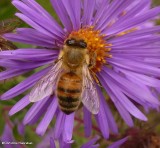 Honey bee (<em>Apis mellifera</em>)