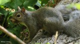 Grey squirrel