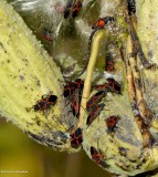 Small milkweed bugs (<em>Lygaeus kalmii</em>)