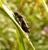Broad-headed bug (<em>Alydus</em>)