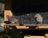 House finch, pair