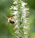 Honey bee (<em>Apis mellifera</em>) on Veronica