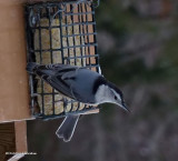 White-breasted nuthatch