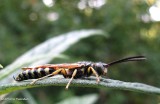 Tiphiid Wasps (Family: Tiphiidae)