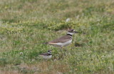 Killdeer Parent & juvenile at Alden School - May 23, 2009  .jpg