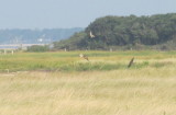 Juv. Harrier beset by 2 juv.Peregrines in High Pines marsh  - Duxbury Beach, MA - Sept. 11, 2013- all juvs.jpg