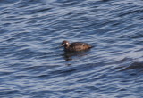Harlequin Duck (female) - Duxbury Beach, MA - November 15, 2013