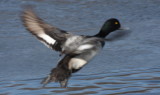 Lesser Scaup male - Plymouth, MA - March 4, 2014  -  at small Cordage pond [6 of 6]