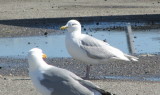 Kumliens (Iceland) Gull - Plymouth, MA - April 12, 2014 - taken at Town Pier