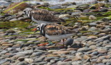 Ruddy Turnstone (banded)  -  Duxbury Beach, MA  -  July 23, 2014