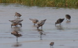 Red Knots with Short-billed Dowitchers  -  Duxbury Beach, MA  -  July 23, 2014   (Crescent Beach area) 
