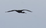 Ibis (likely Glossy Ibis) -  Duxbury Beach, MA  - August 6, 2014   