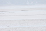 5 Jaegers (sp?) - Duxbury Beach - August 12, 2014