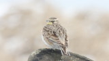 Horned Lark - Duxbury Beach (MA) - March 23, 2015 