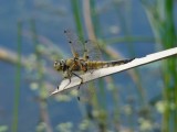 Four-spotted Skimmer (<i>Libellula quadrimaculata</i>)