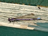 Violet Dancer (<i>Argia fumipennis violacea</i>)