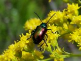 Dogbane Beetle (<i>Chrysochus auratus</i>)