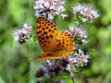 Aphrodite Fritillary (<i>Speyeria aphrodite</i>)