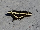 Giant Swallowtail  (<i>Papilio cresphontes</i>)