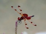 Calico Pennant (<i>Celithemis elisa</i>)