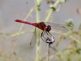 Saffron-winged Meadowhawk (<i>Sympetrum costiferum</i>)