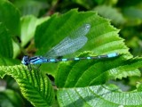 Tule Bluet