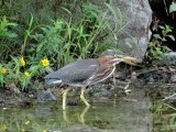 Green Heron