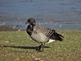 Brant (<i>Branta bernicla</i>)