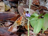 Gulf Fritillary (Agraulis vanillae)