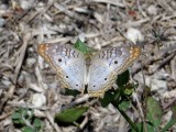 White Peacock (Anartia jatrophae)