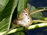 White Peacock (Anartia jatrophae)