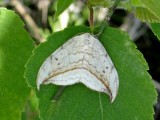 Arched Hooktip (Drepana arcuata)<br>Hodges #6251