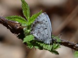 Northern Spring Azure (Celastrina lucia)