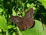 Common Wood-nymph (<i>Cercyonis pegala</i>)