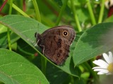 Common Wood-nymph (<i>Cercyonis pegala</i>)