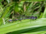 Violet Dancer (<i>Argia fumipennis violacea</i>)