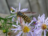 Eastern Hornet Fly (Spilomyia longicornis)