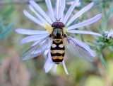 Hover Fly (Syrphus sp.)