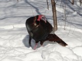 Wild Turkey (male)