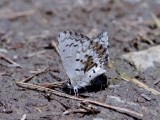 Northern Spring Azure (Celastrina lucia)